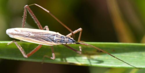 Réf. 296 333 : Notostira sp.